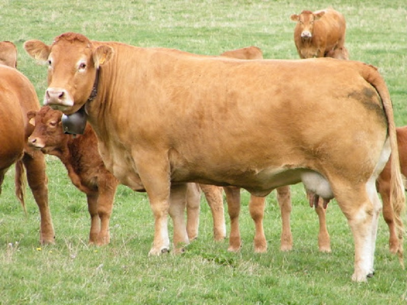 Százmillió egy tehénért!