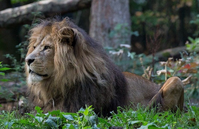 Tenyészállatként már bizonyított, ezért elkötötték