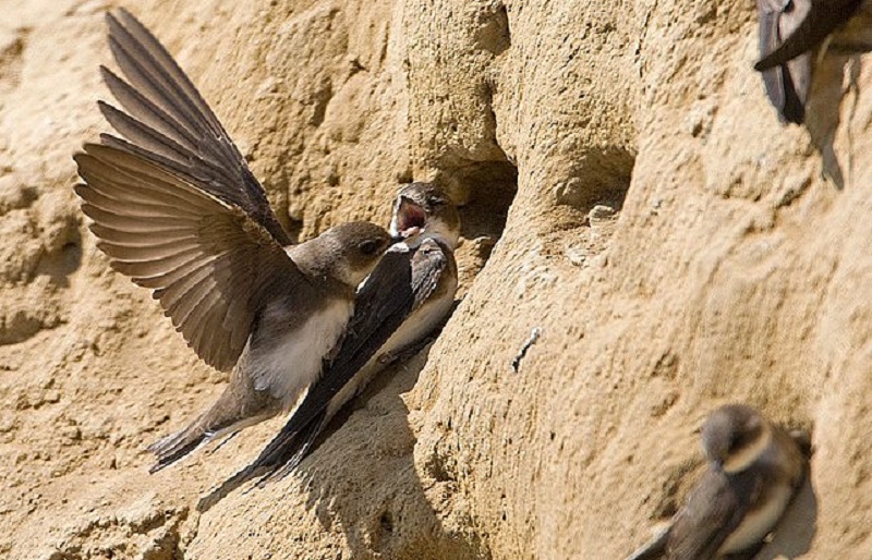 Érkeznek a partifecskék