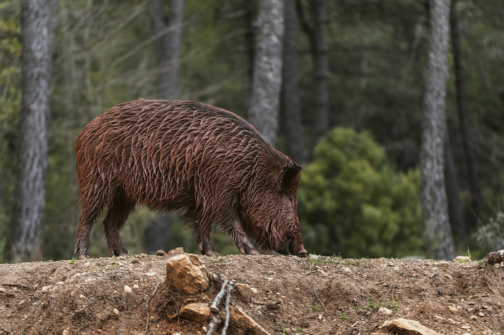 Vaddisznó járt Újpesten