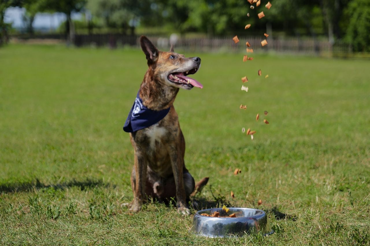 Sok kutyának nincs kiút a menhelyről: interaktív oktatóvideó-sorozat segít jobb gazdikká válni