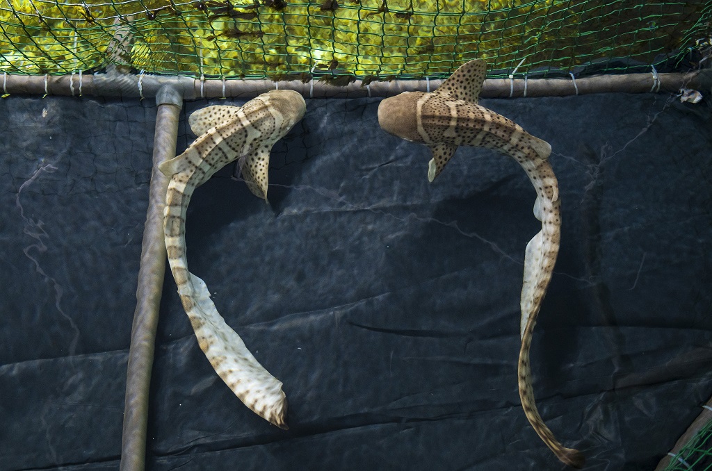 Zebracápák érkeztek Nyíregyházára