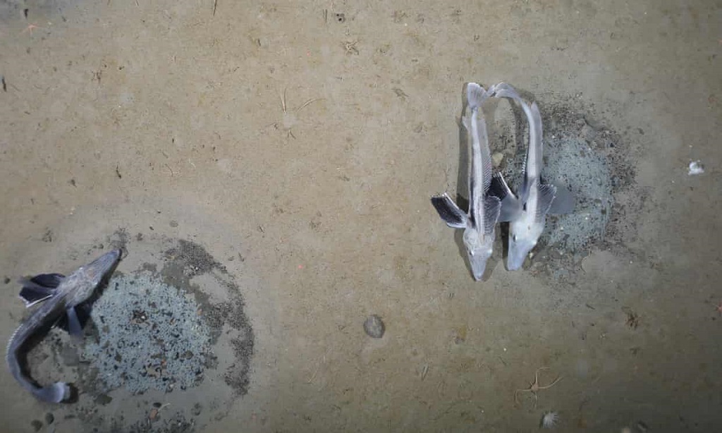 Hatalmas jéghalkolóniát fedeztek fel a Weddell-tengerben