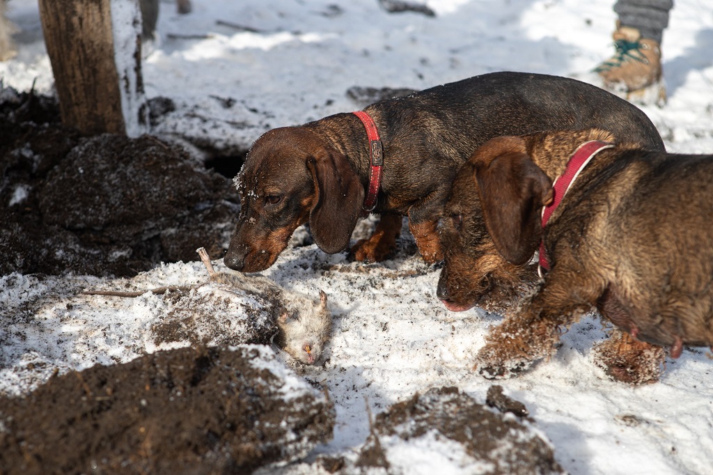 Kutyákkal a rágcsálók ellen