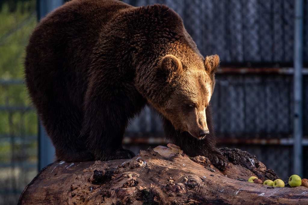 Nem ijedtek meg a medvék az árnyékuktól
