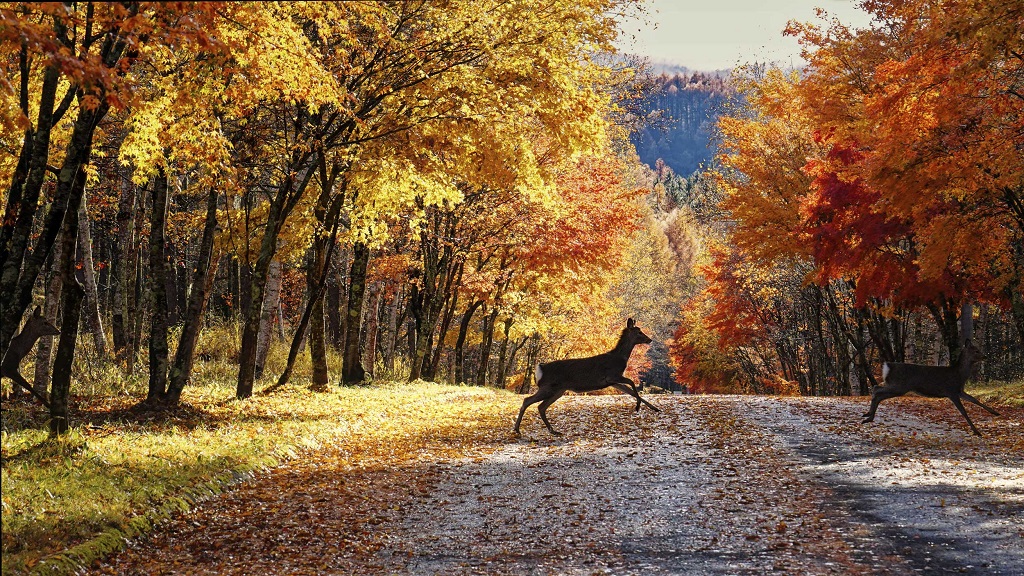 Fékezzünk, vagy ne fékezzünk, ha vadat látunk az úton?