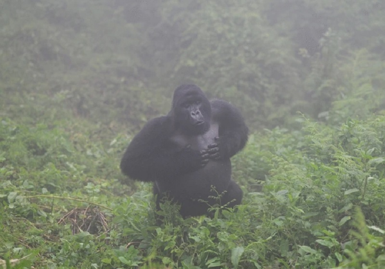 Megfejtették a gorillák kommunikációjának titkait!