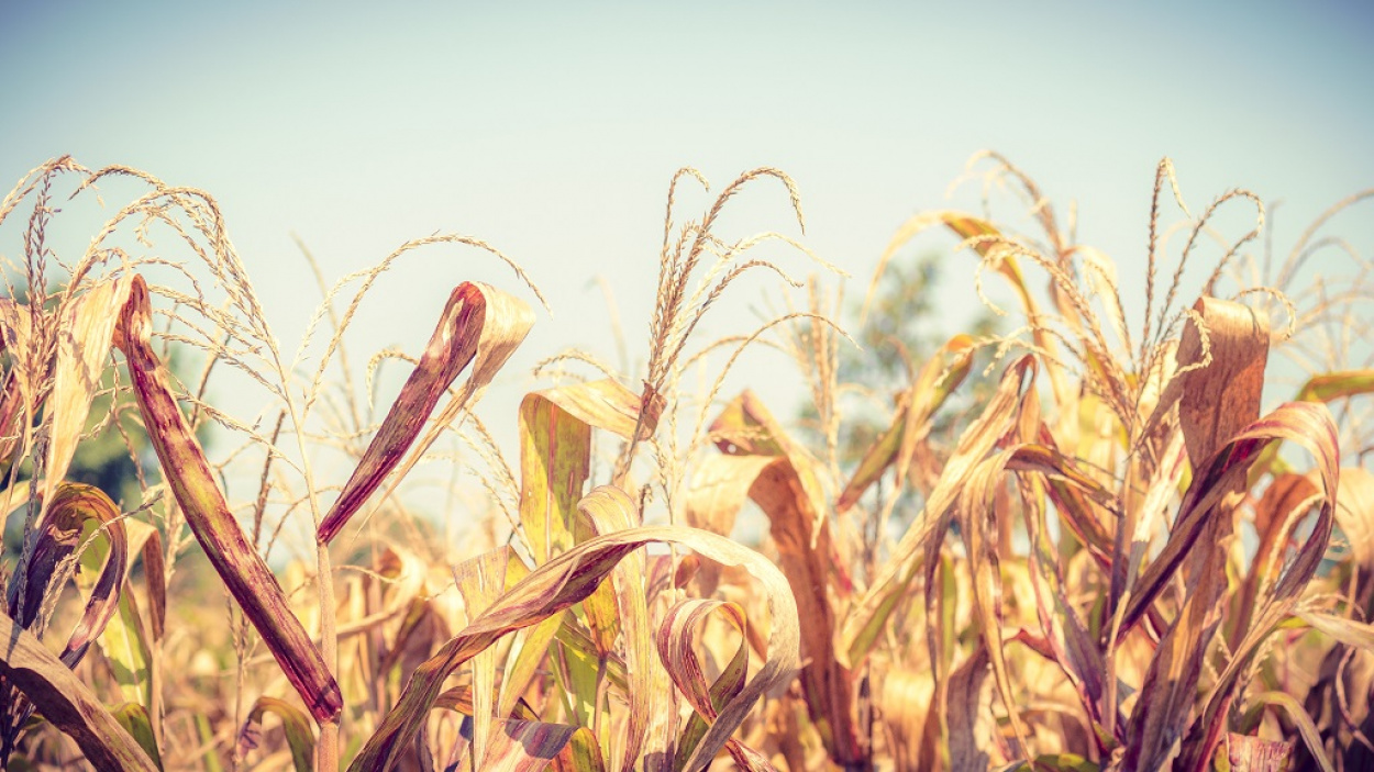 Döntött a kormány – az aszály ellen is segít a hitelmoratórium