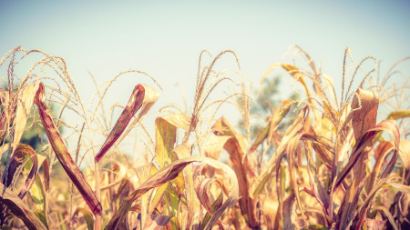  Döntött a kormány – az aszály ellen is segít a hitelmoratórium