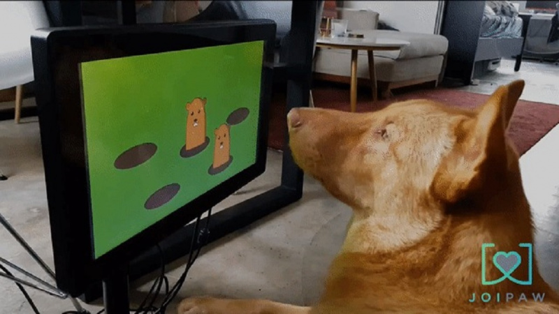 Ez a startup videójátékokat készít a kutyáknak