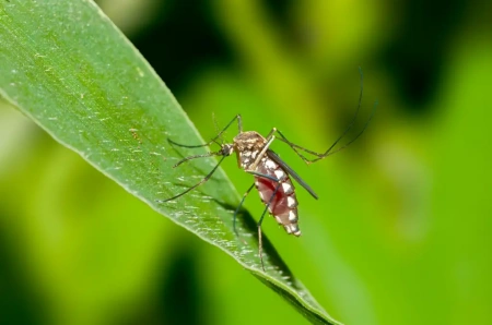  További kétezer hektáron folytatódik a biológiai szúnyogírtás