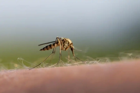  Ritka halálos betegség sújtott le Amerikában