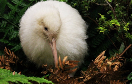  Elpusztult Manukura, a világ egyik legritkább madara