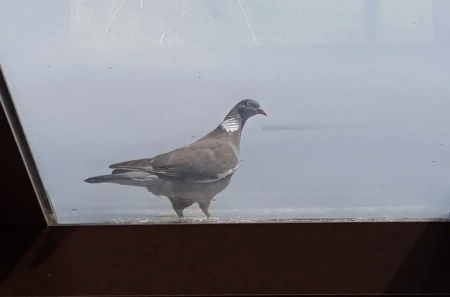  Kiderült, miért repülnek a madarak az ablaknak