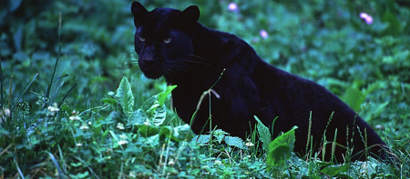  Mindenki vigyázzon! Egy fekete párduc kóborol Kiskunhalas környékén