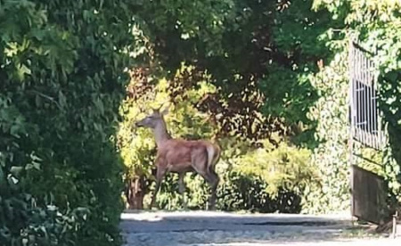  Szarvasbika bolyong a Gellért-hegyen!