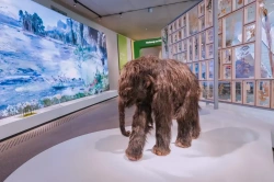 Gyapjas mamut DNS-t nyertek ki a tudósok, fel szeretnék támasztani az óriást