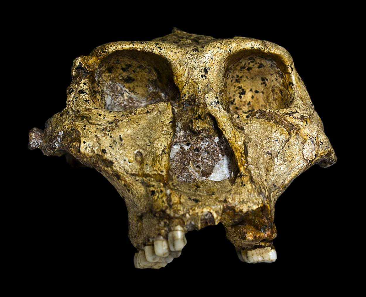 Szenzációs régészeti leletet találtak Dél-Afrikában