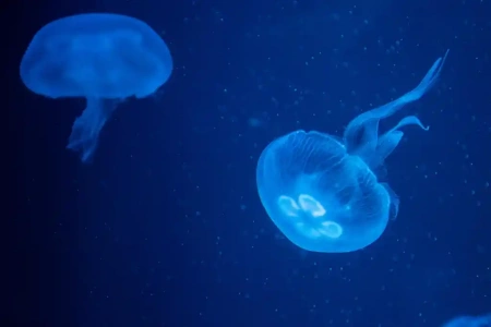  Óriási "medúzát" fotóztak az űrből