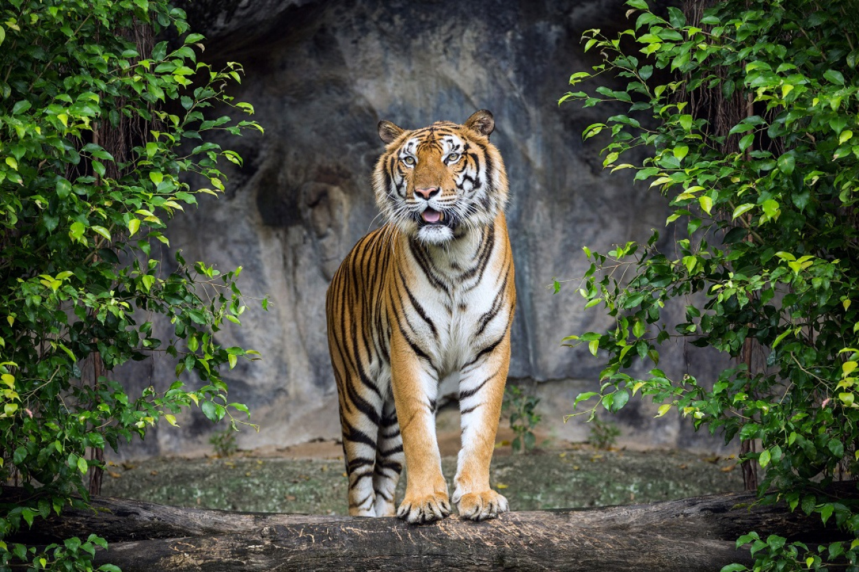 Húsz évig gyilkolta a bengáli tigriseket, most elkapták az orvvadászt