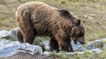  Összesen 220 medvét lőhetnek ki Romániában
