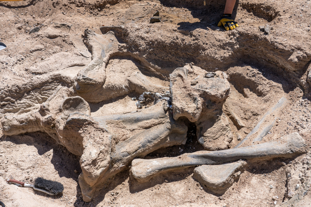 Szenzációs dinoszaurusz-lelet: négyzetméterenként 100 gerincesmaradványt fedeztek fel