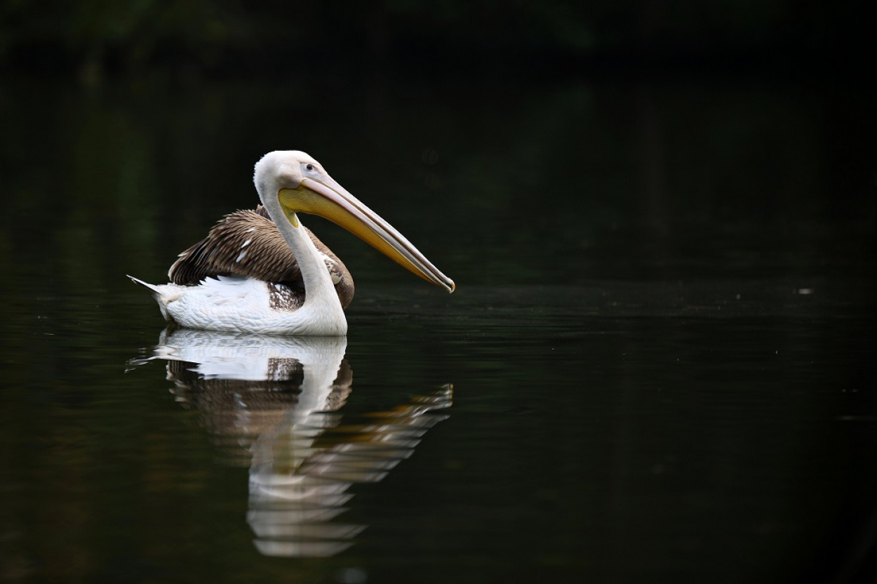 Támad a madárinfluenza! Már karanténban az Állatkert pelikánjai!