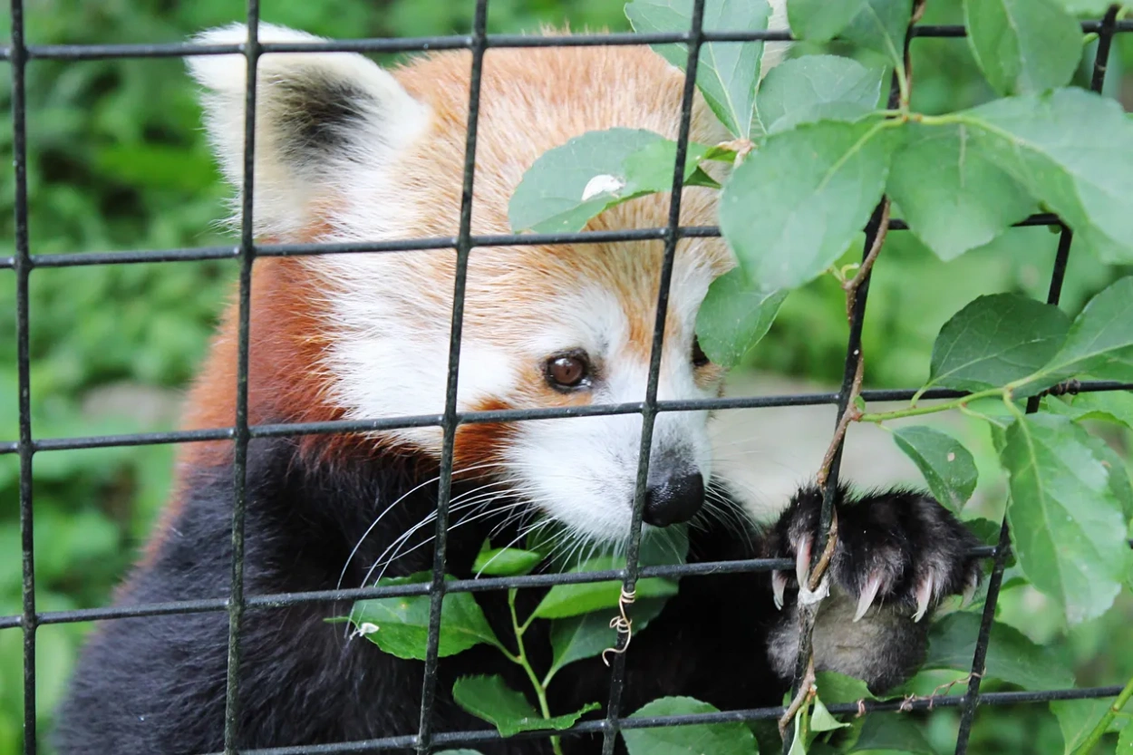 Csempészek vörös pandát és 86 más állatot akartak kicsempészni Thaiföldről
