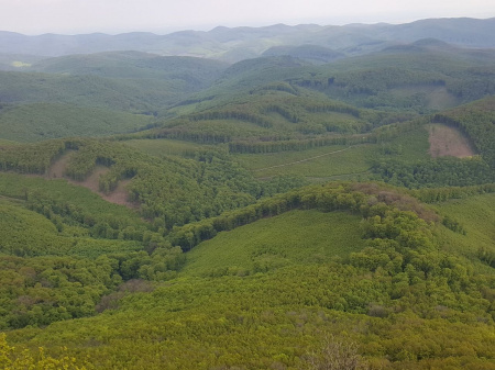  A kormány könnyített a fakitermelés szabályain