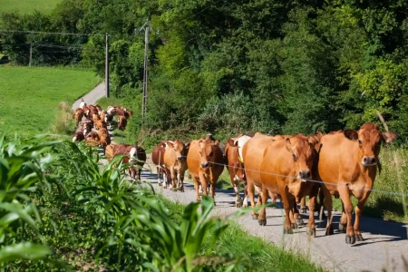  Filippínók fejik a teheneket egy 950 fős magyar faluban