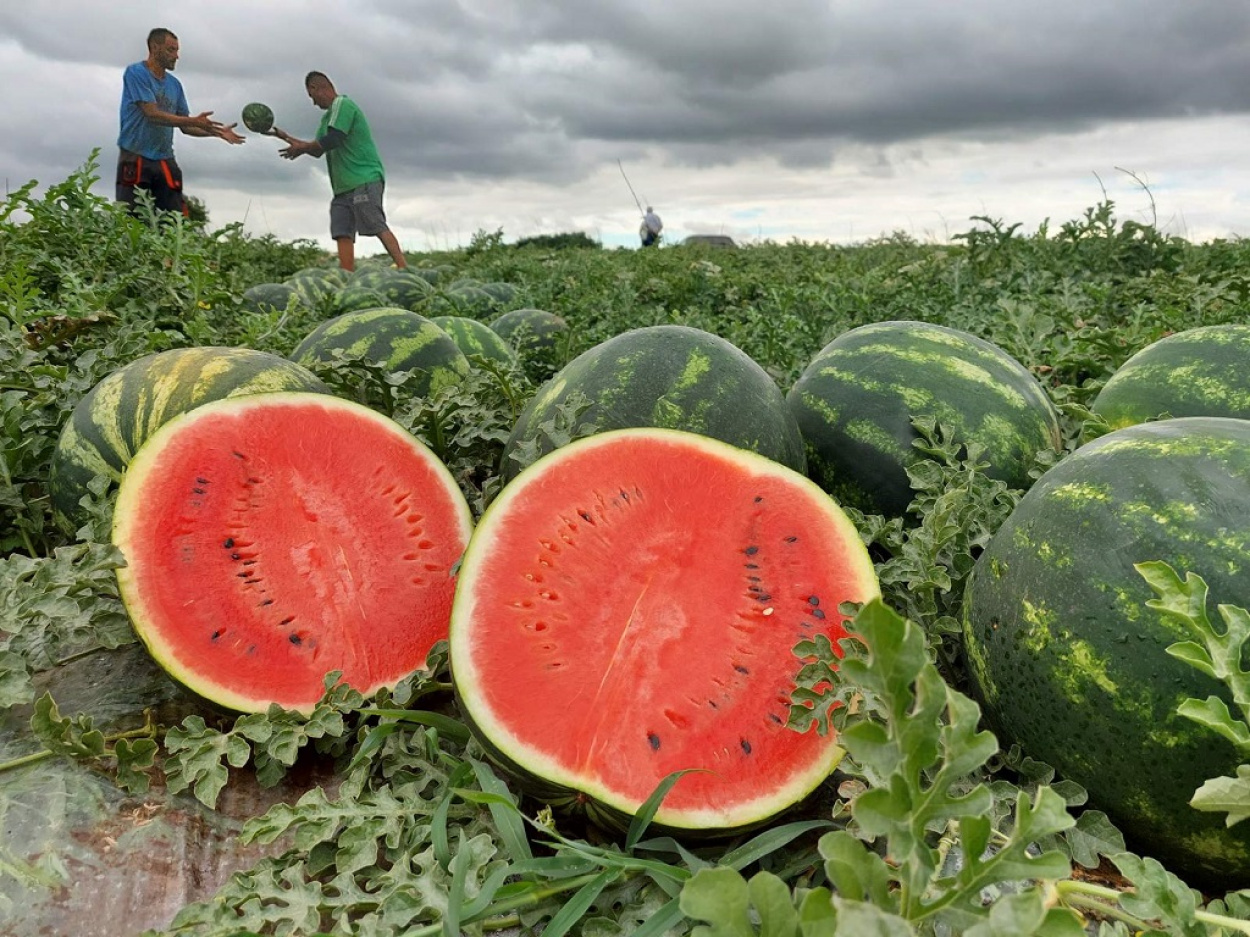 Nemcsak a dinnye érik, hanem a botrány is - háborognak a termelők