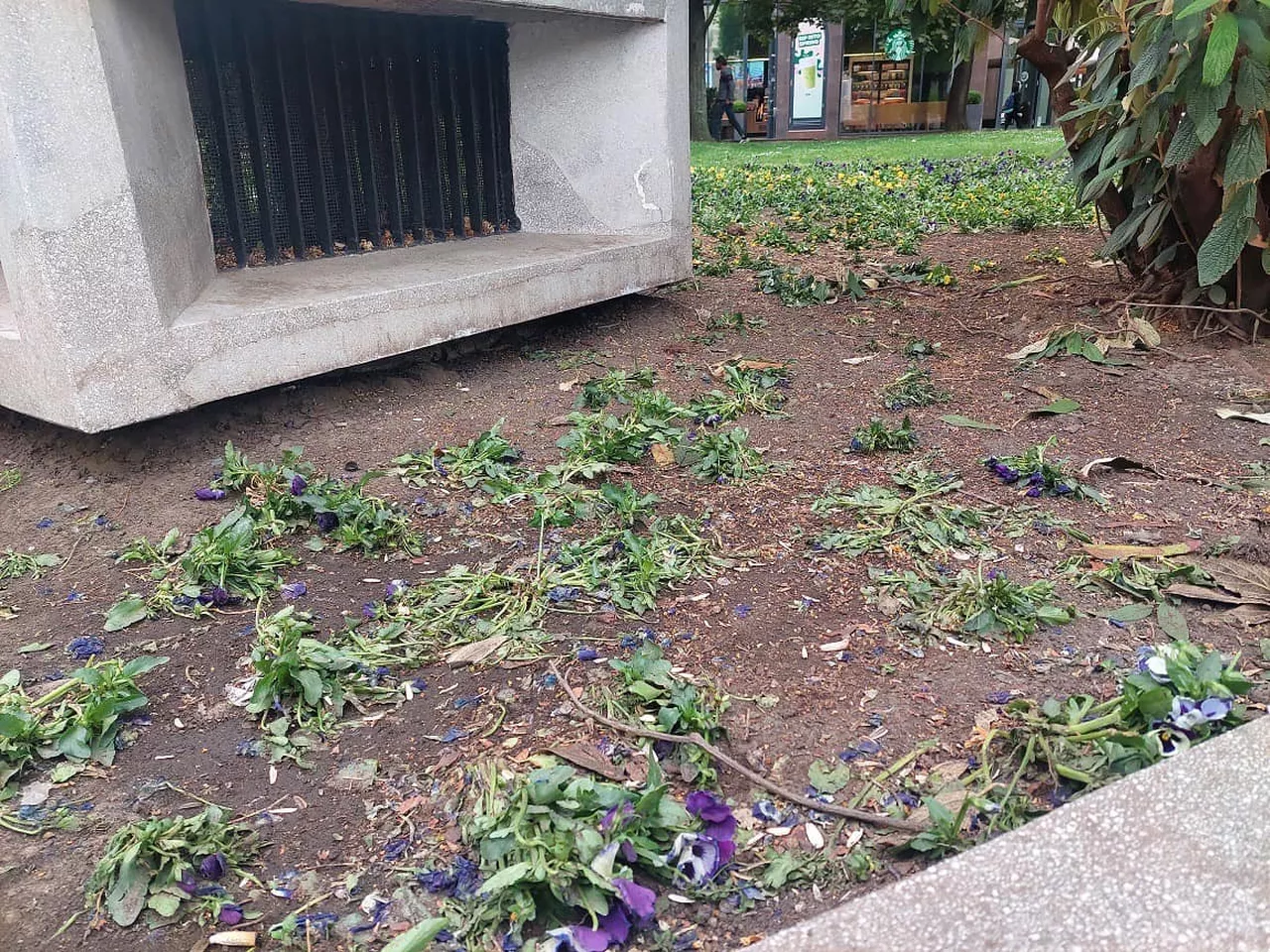 Vandál pusztítás a Deák téren: Ezer forintokért taposták el a virágágyat