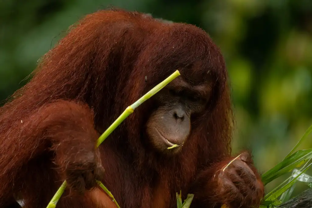 Egy orangután gyógynövényes öngyógyítást alkalmazott sérülésére