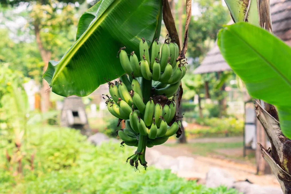 Klímaváltozás a kertekben is: Miskolcon banánt szüretelnek