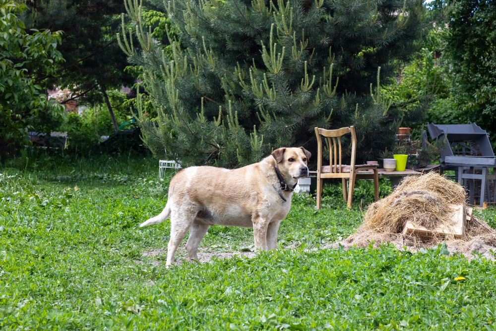 Patkányméreggel próbálta megmérgezni a kutyákat – kamera buktatta le