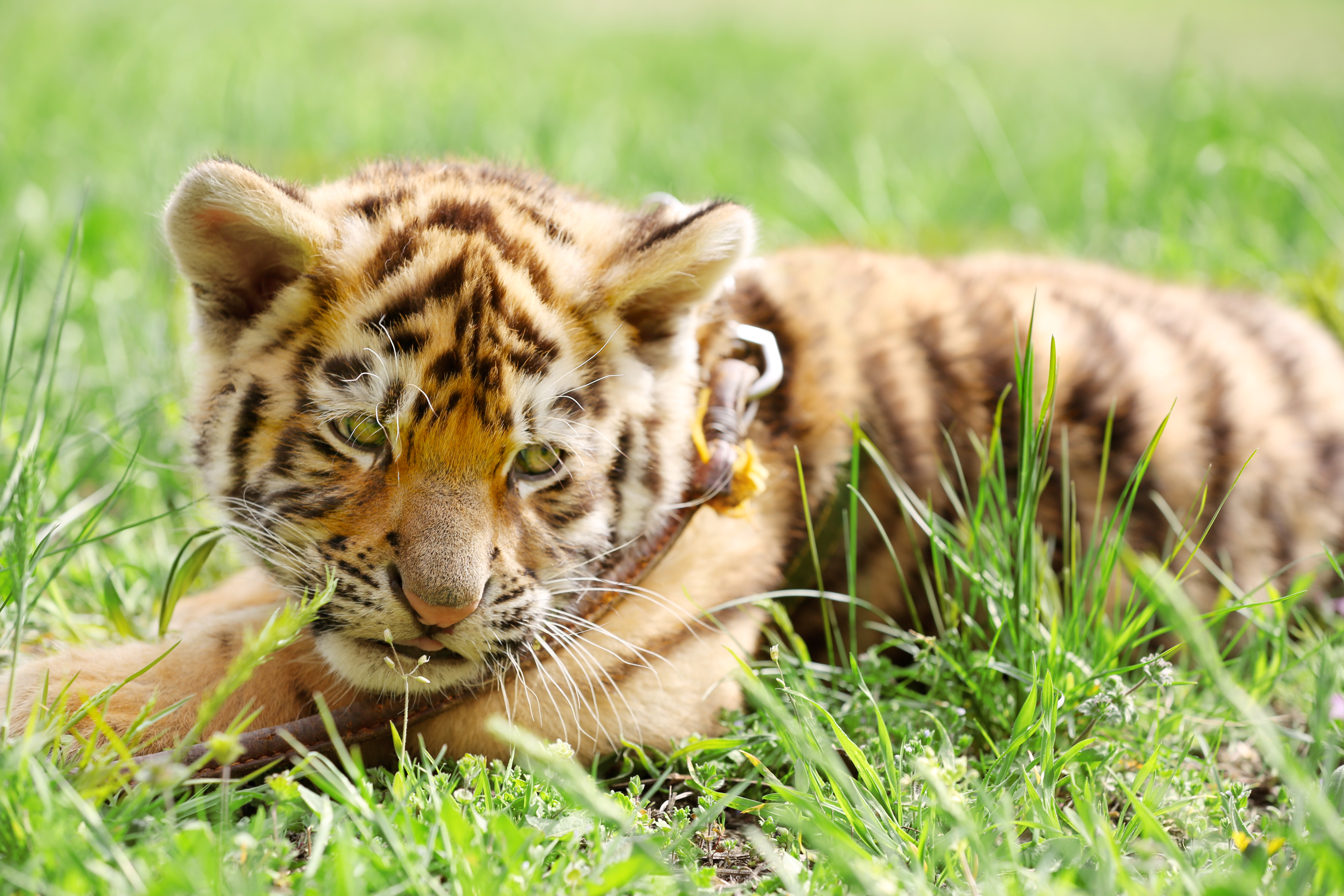 Megvan a tiszafüredi kistigris új otthona, 2026 tavaszán költözhet