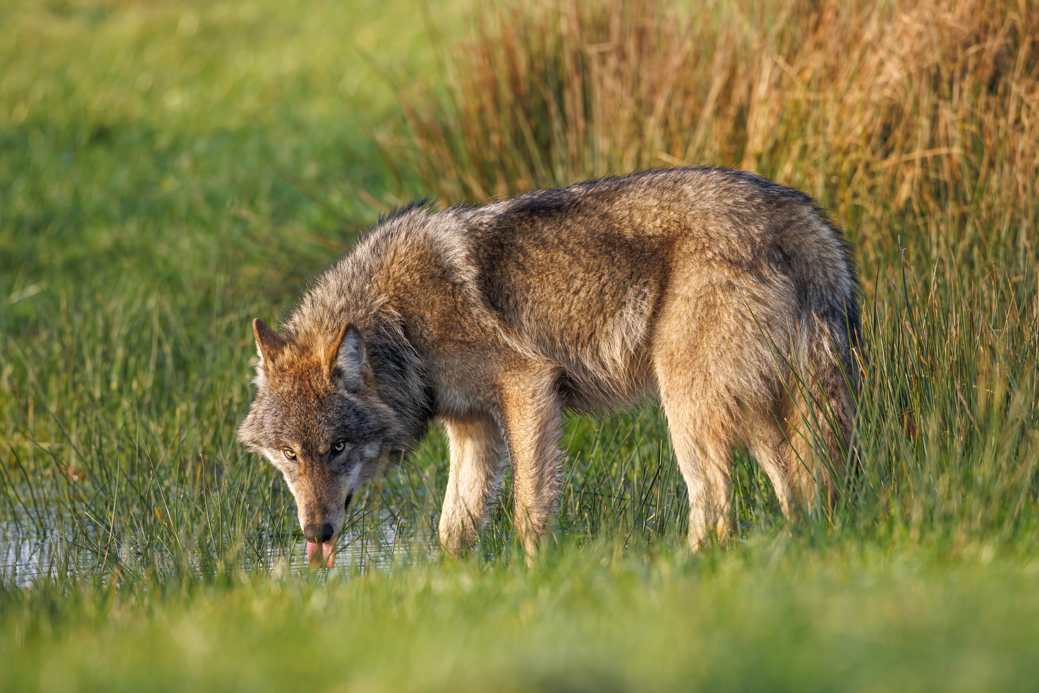 Farkasmánia: világsiker a karácsonyi reklám, de lett egy váratlan következménye is