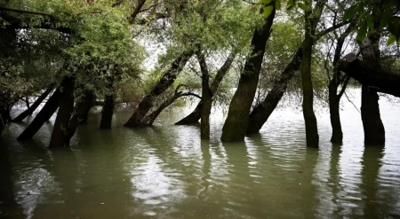  Lassan megérkezik az árvíz a Szigetközbe