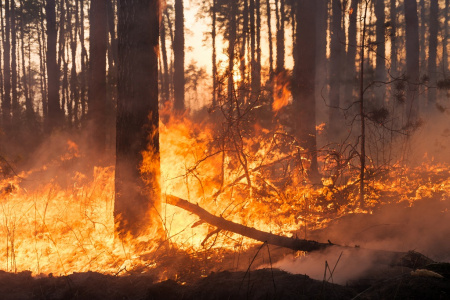  Természeti katasztrófa! Ezer hektáron lángol az erdő a cseh-német határon!