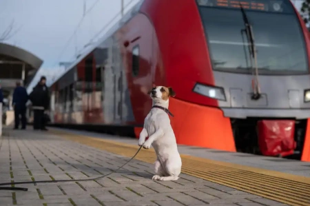  Megváltoztak a kutyák szállítási lehetőségei a balatoni vonatokon