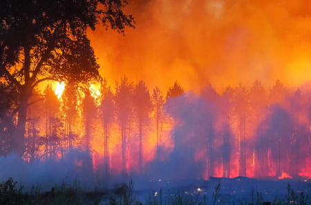  Katasztrófahelyzet! Több, mint ötven hektár erdő égett le Bács-Kiskunban!