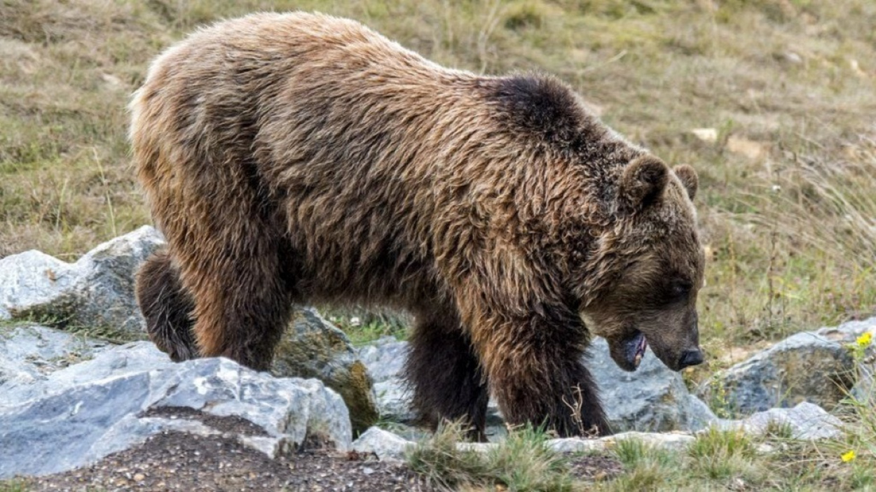 Bocsait féltette, vadászra támadt a barnamedve