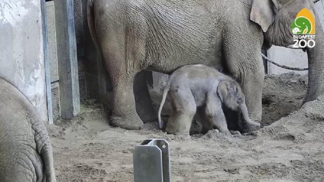 A hétvégén már látható az újszülött elefántbébi