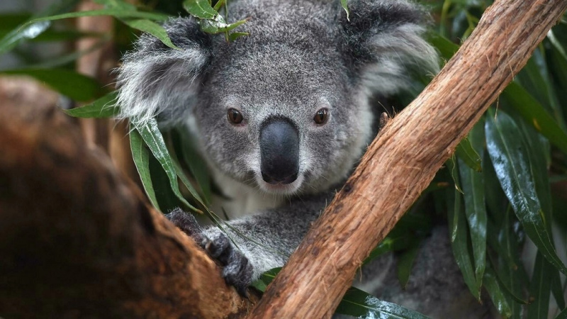 Már a túlélésükért küzdenek a koalák!
