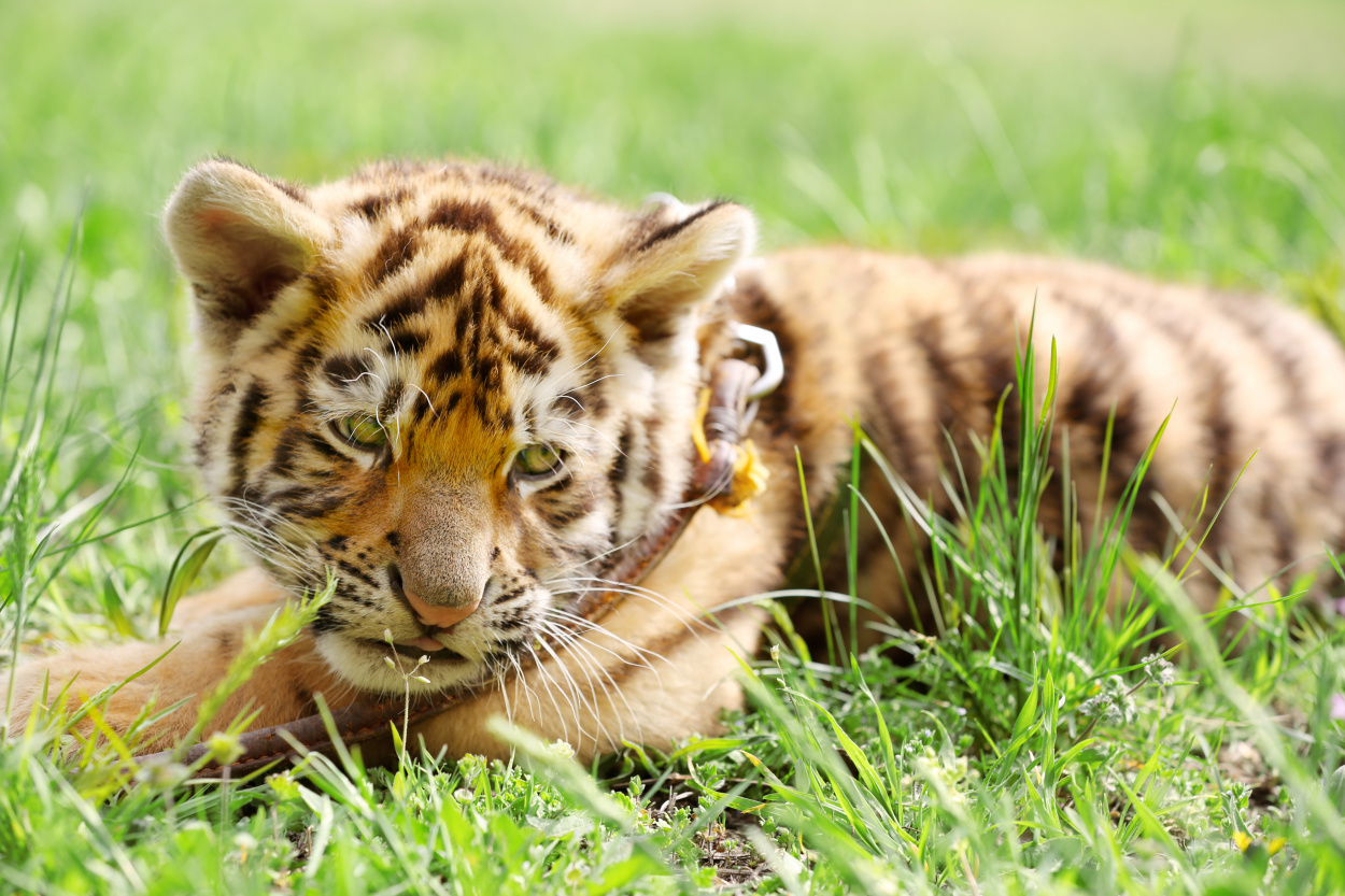 Megvan a tiszafüredi kistigris új otthona, 2026 tavaszán költözhet