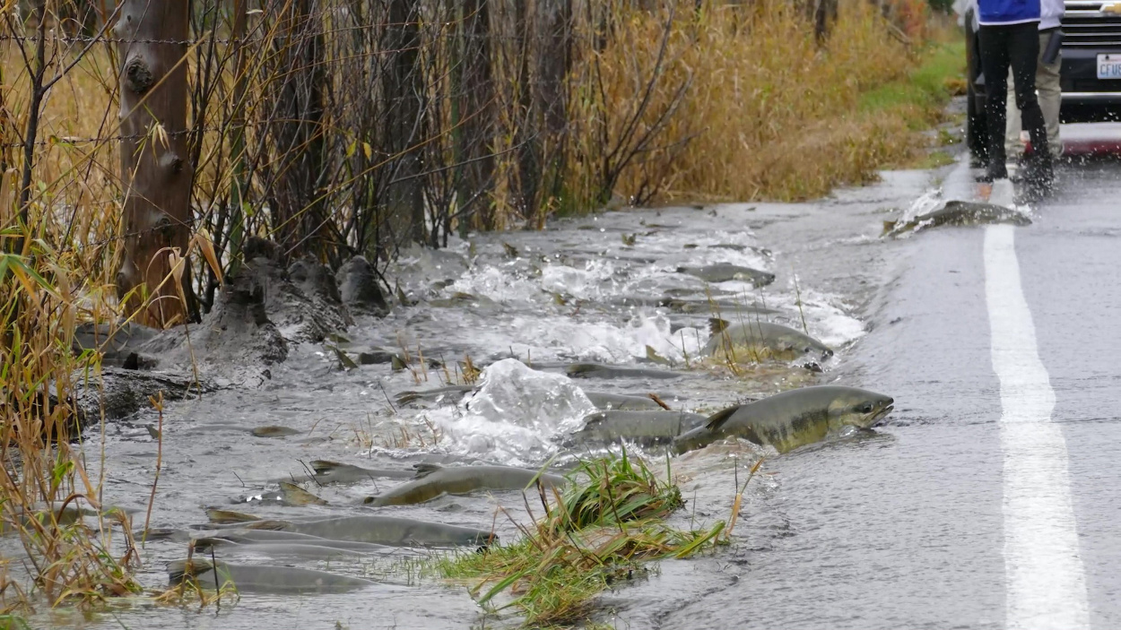 Tízezreket evakuálnak Washington államban a heves esőzések miatt