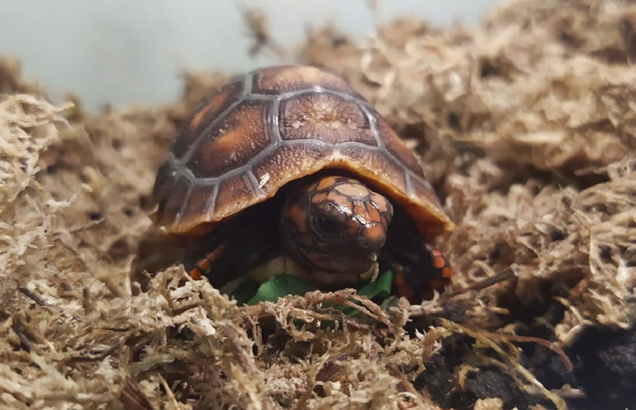 Szenes teknős kelt ki a Szegedi Vadasparkban