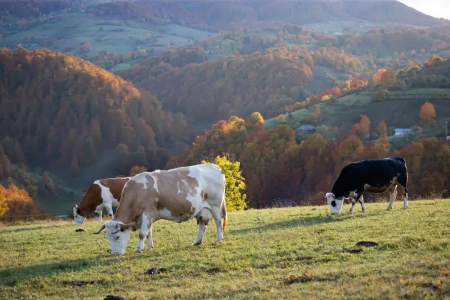  Tejből készít üzemanyagot egy kanadai cég