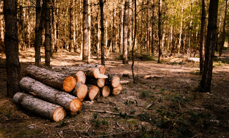 Nem is tűzifát, hanem tűzifa alapanyagot kapsz hatósági áron a jogszabály szerint