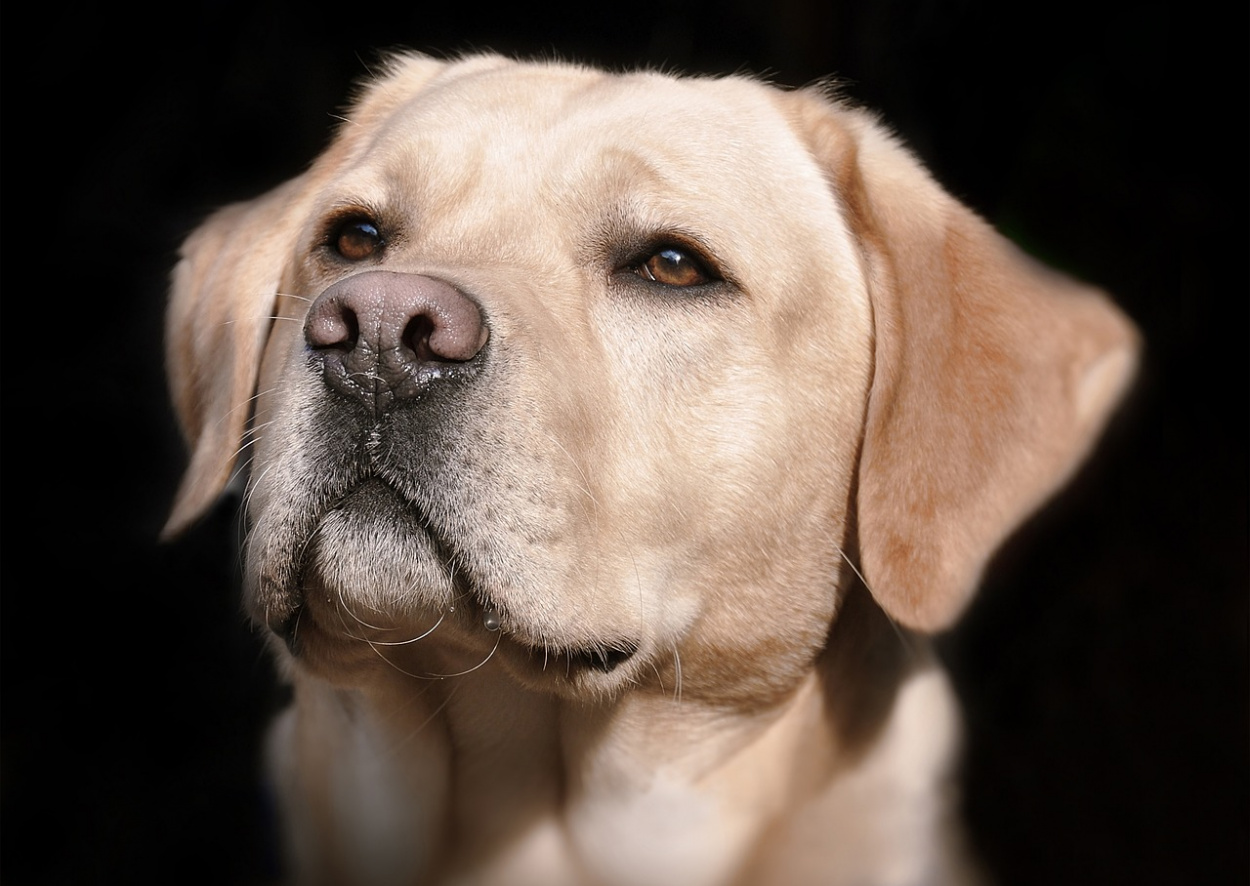 Több mint harminc éve kedvencünk a labrador